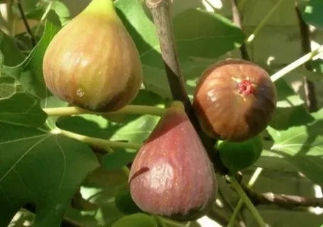 تصویر 3 از انجیر کوهی وحشی با ماندگاری مناسب و ظاهر زیبا